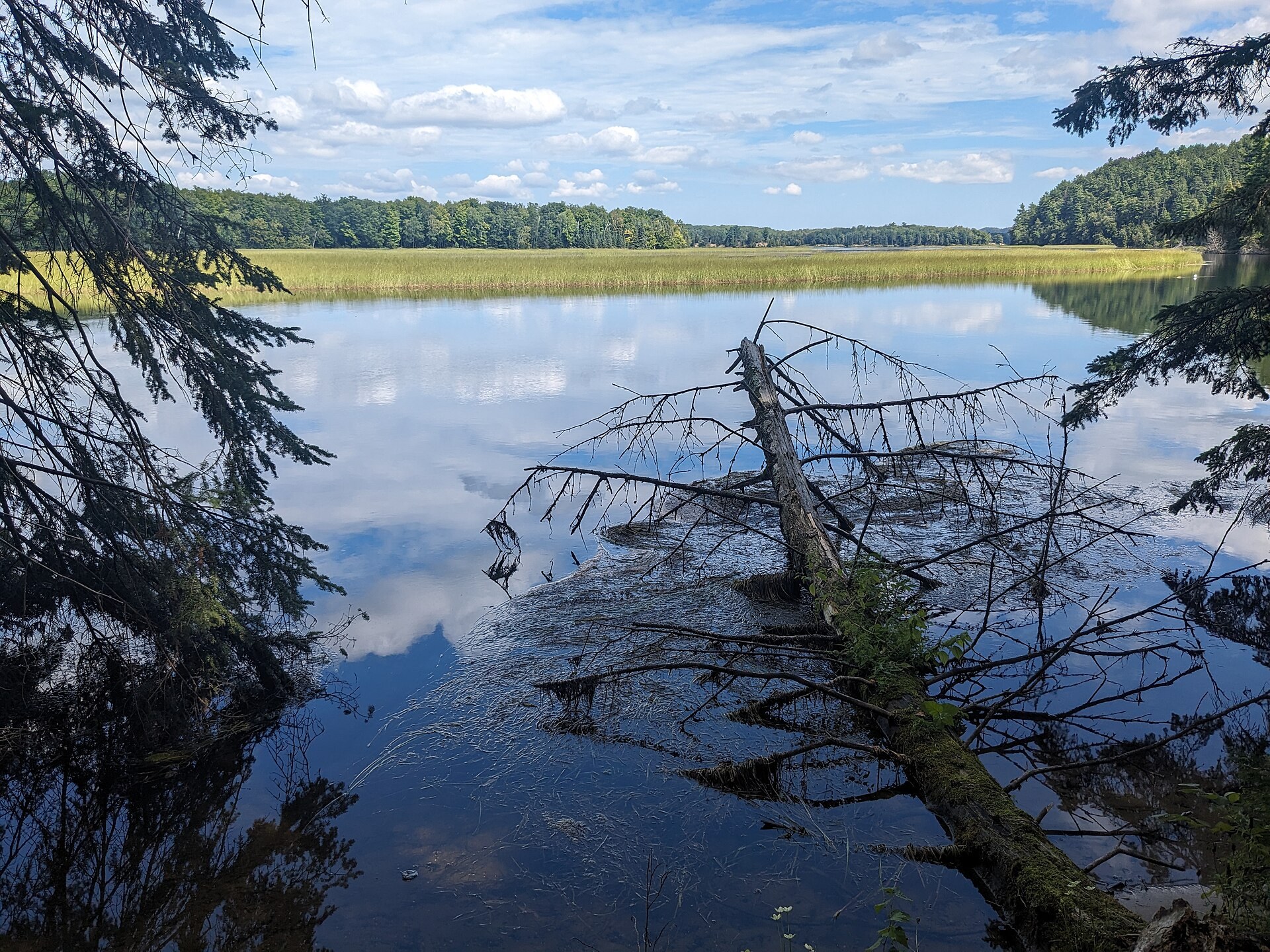 The tree-lined Au Sable River near Iargo Springs in Iosco County, Michigan